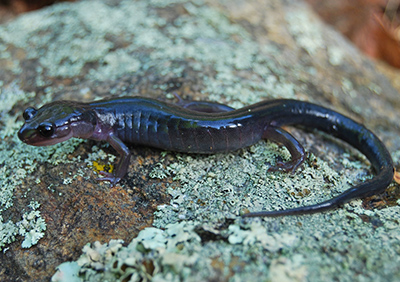 Northern Gray-cheeked Salamander